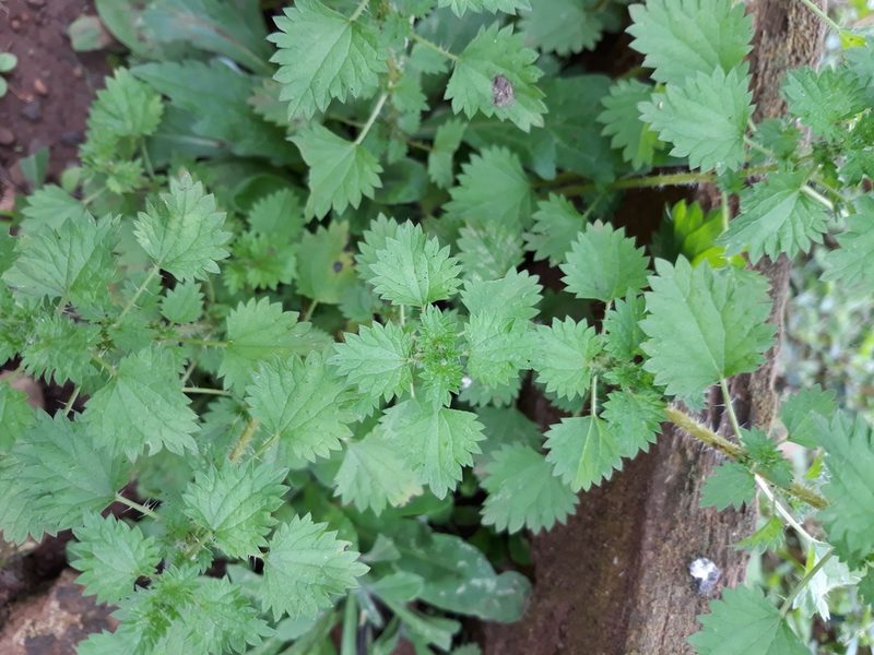 Urtica circularis, photographed by Edson Luis Fabro Gasperin
