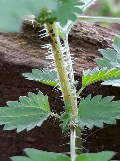 Urtica circularis, photographed by Edson Luis Fabro Gasperin