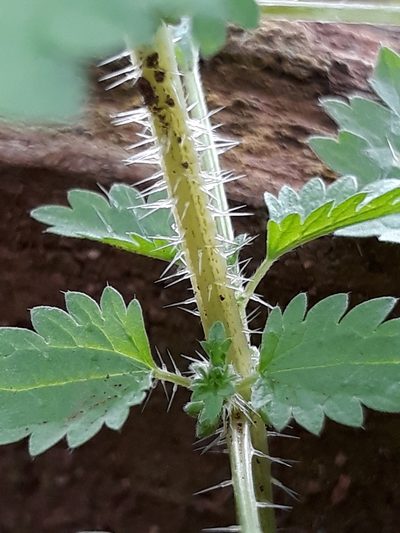 Urtica circularis, photographed by Edson Luis Fabro Gasperin