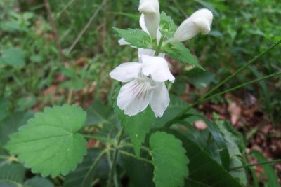 Synandra hispidula, photographed by Anna Hess