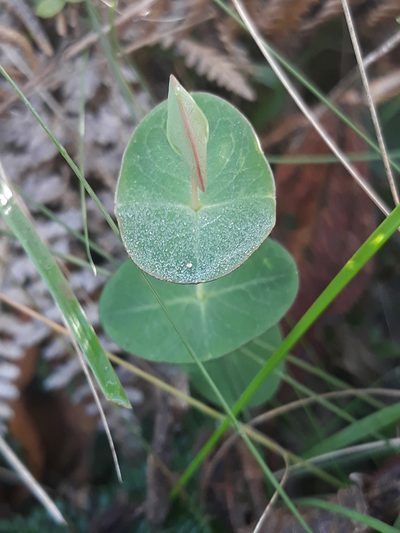 Hypericum connatum, photographed by Edson Luis Fabro Gasperin