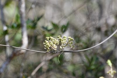 Ruehssia mexicana, photographed by Neptalí Ramírez Marcial