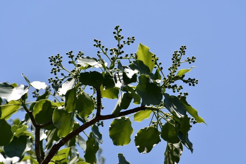Oreopanax platyphyllus, photographed by Neptalí Ramírez Marcial