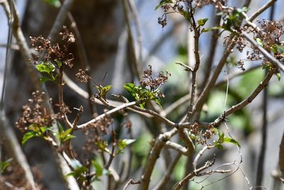 Pittocaulon velatum, photographed by Neptalí Ramírez Marcial