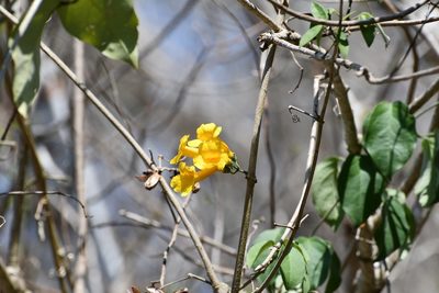 Anemopaegma chrysanthum, photographed by Neptalí Ramírez Marcial