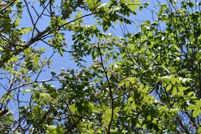 Bursera excelsa, photographed by Neptalí Ramírez Marcial