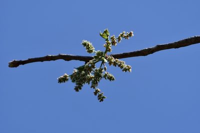 Bursera excelsa, photographed by Neptalí Ramírez Marcial