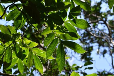 Inga chiapensis, photographed by Neptalí Ramírez Marcial