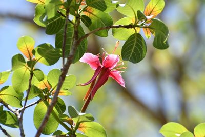 Hauya elegans, photographed by Neptalí Ramírez Marcial