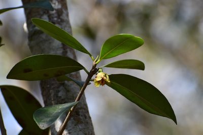 Ternstroemia tepezapote, photographed by Neptalí Ramírez Marcial