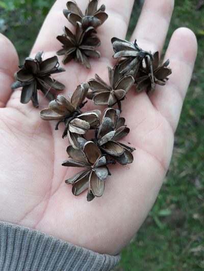 Quillaja lancifolia, photographed by Edson Luis Fabro Gasperin