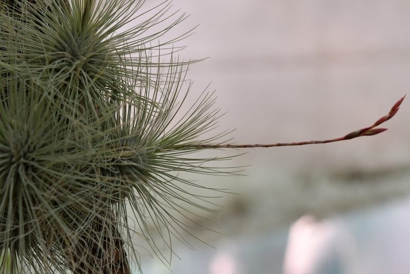 Tillandsia fuchsii, photographed by Neptalí Ramírez Marcial