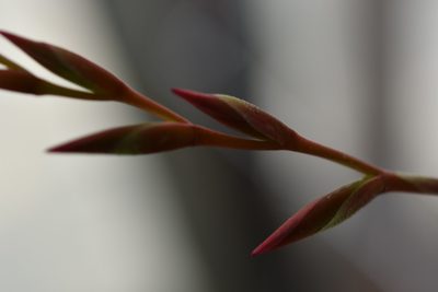 Tillandsia fuchsii, photographed by Neptalí Ramírez Marcial