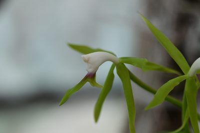Epidendrum lacertinum, photographed by Neptalí Ramírez Marcial