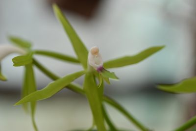 Epidendrum lacertinum, photographed by Neptalí Ramírez Marcial