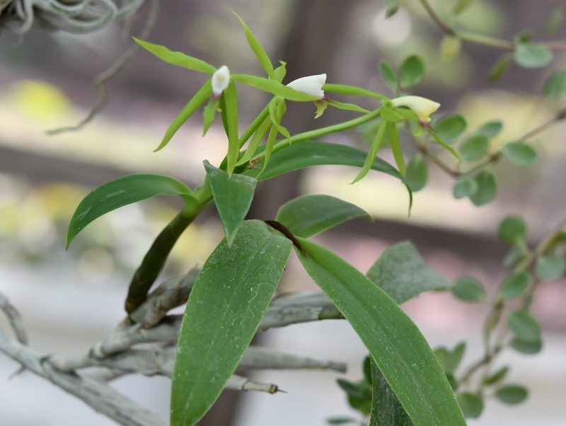 Epidendrum lacertinum, photographed by Neptalí Ramírez Marcial