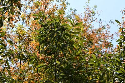 Quercus acatenangensis, photographed by Neptalí Ramírez Marcial