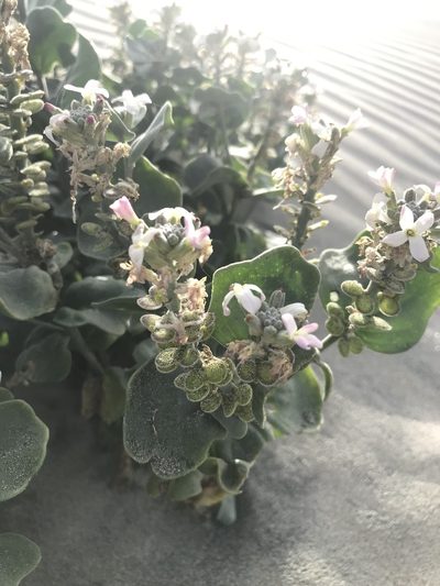 Dithyrea maritima, photographed by Sula Vanderplank