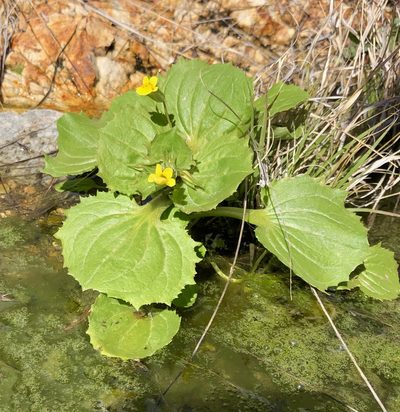 Erythranthe cordata, photographed by Fluff Berger