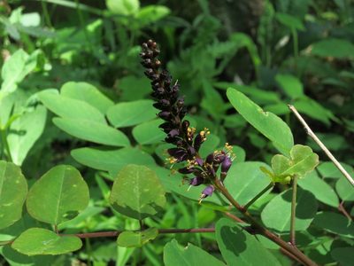Amorpha glabra, photographed by Evan M. Raskin