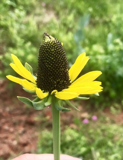 Rudbeckia maxima, photographed by Clint Hail