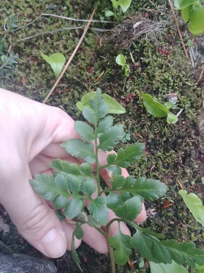 Sceptridium oneidense, photographed by Laura J. Costello