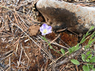 Bouchetia arniatera, photographed by Leticia Jiménez Hernández