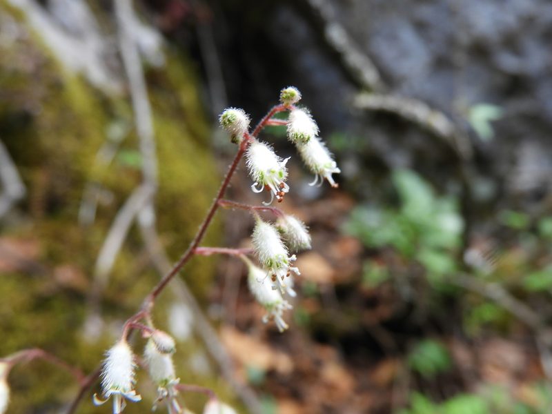 Heuchera mexicana, photographed by Leticia Jiménez Hernández