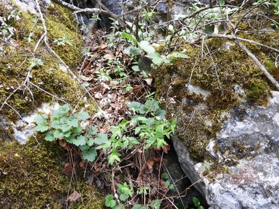 Heuchera mexicana, photographed by Leticia Jiménez Hernández