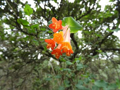 Lonicera pilosa, photographed by Leticia Jiménez Hernández