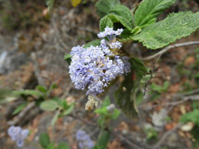 Ceanothus caeruleus, photographed by Leticia Jiménez Hernández