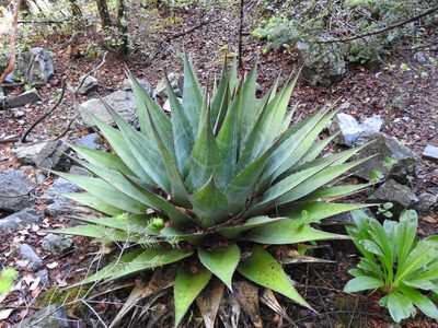 Agave montana, photographed by Leticia Jiménez Hernández