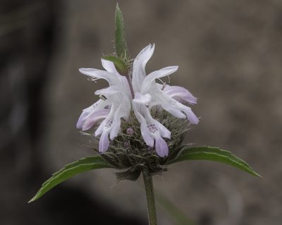 Monarda pectinata, photographed by Craig Martin