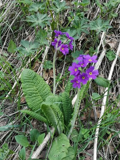 Primula amoena, photographed by Todd Boland