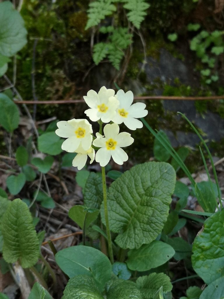 Primula cordifolia, photographed by Todd Boland