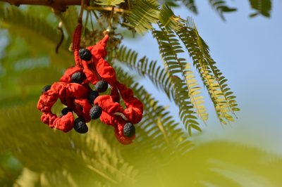 Cojoba arborea, photographed by adel-fridus