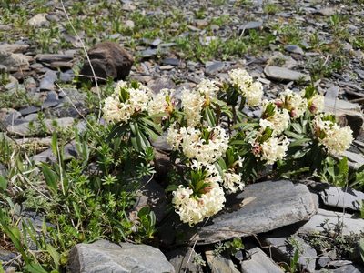 Daphne glomerata, photographed by Todd Boland