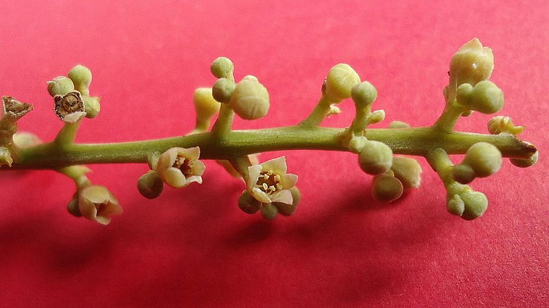 Licania littoralis, photographed by russiannaturalistbrazil