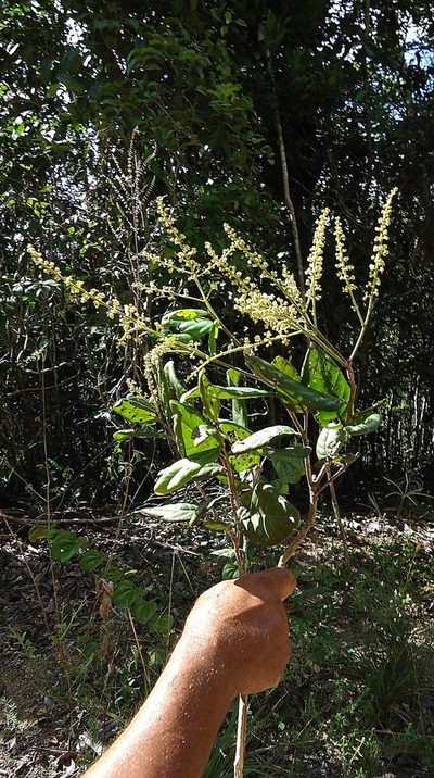 Licania littoralis, photographed by russiannaturalistbrazil