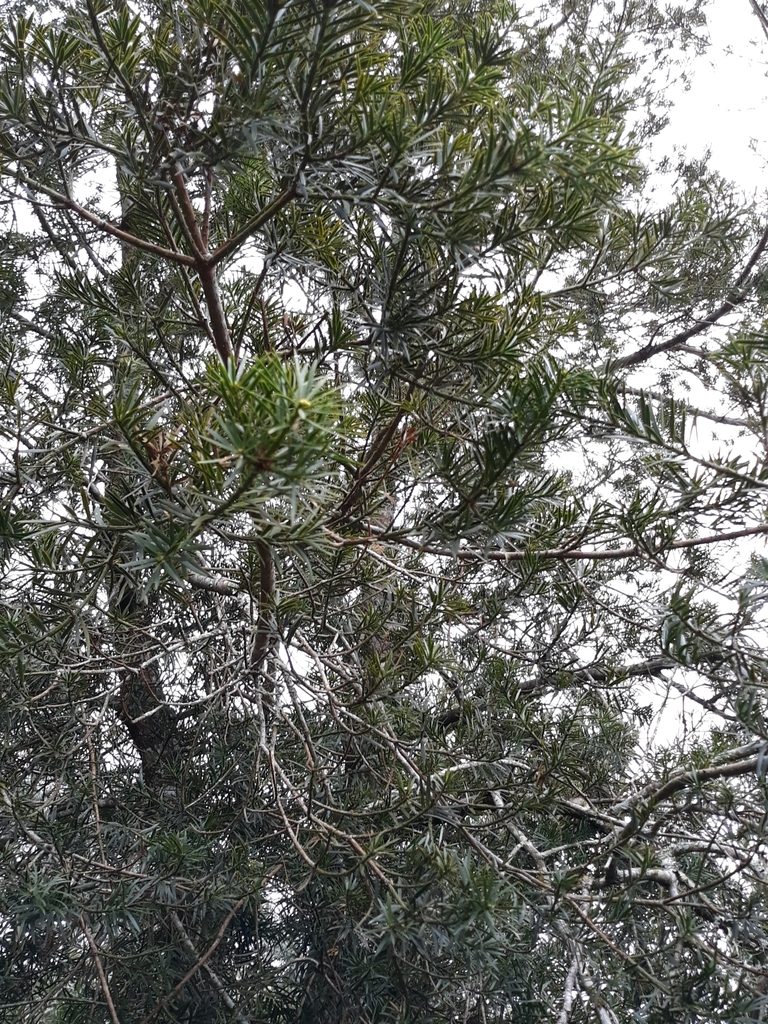 Podocarpus lambertii, photographed by Edson Luis Fabro Gasperin