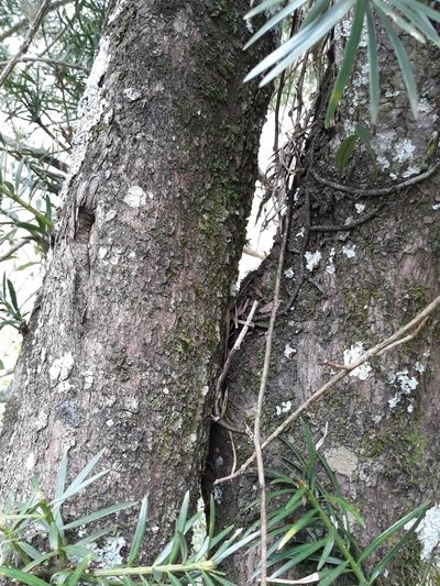 Podocarpus lambertii, photographed by Edson Luis Fabro Gasperin