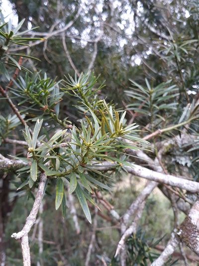 Podocarpus lambertii, photographed by Edson Luis Fabro Gasperin
