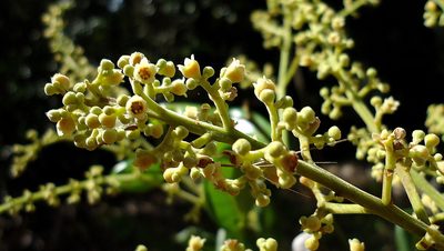 Licania littoralis, photographed by russiannaturalistbrazil