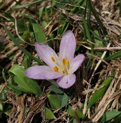 Colchicum trigynum, photographed by Todd Boland