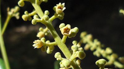 Licania littoralis, photographed by russiannaturalistbrazil