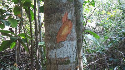 Licania littoralis, photographed by russiannaturalistbrazil