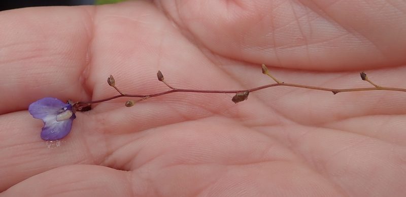 Utricularia biloba, photographed by Ruth Palsson