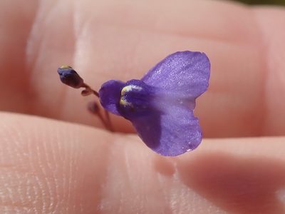 Utricularia biloba, photographed by Ruth Palsson