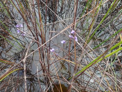 Utricularia biloba, photographed by Ruth Palsson