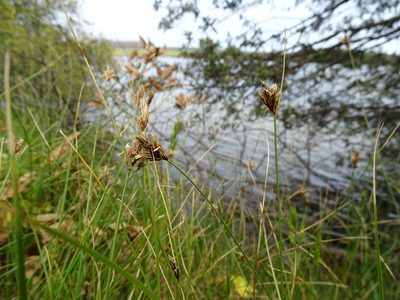 Carex divisa, photographed by Robert H. Wardell